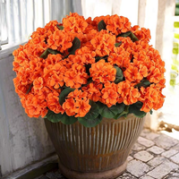 Orange(4 Bundles 20 Blooms Fill a flower pot)