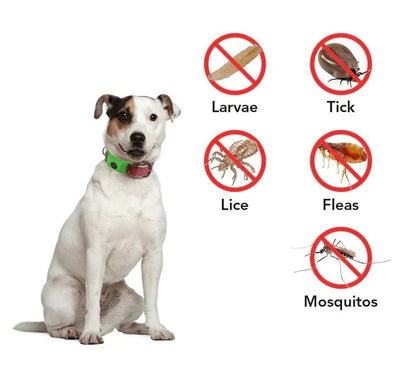 🔥 HOT SALE 🔥⏰HOT SALE 50% OFF-🐕12 Months Flea and Tick Free