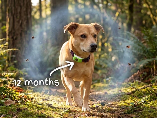 🔥 HOT SALE 🔥⏰HOT SALE 50% OFF-🐕12 Months Flea and Tick Free