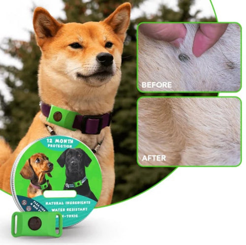 🔥 HOT SALE 🔥⏰HOT SALE 50% OFF-🐕12 Months Flea and Tick Free